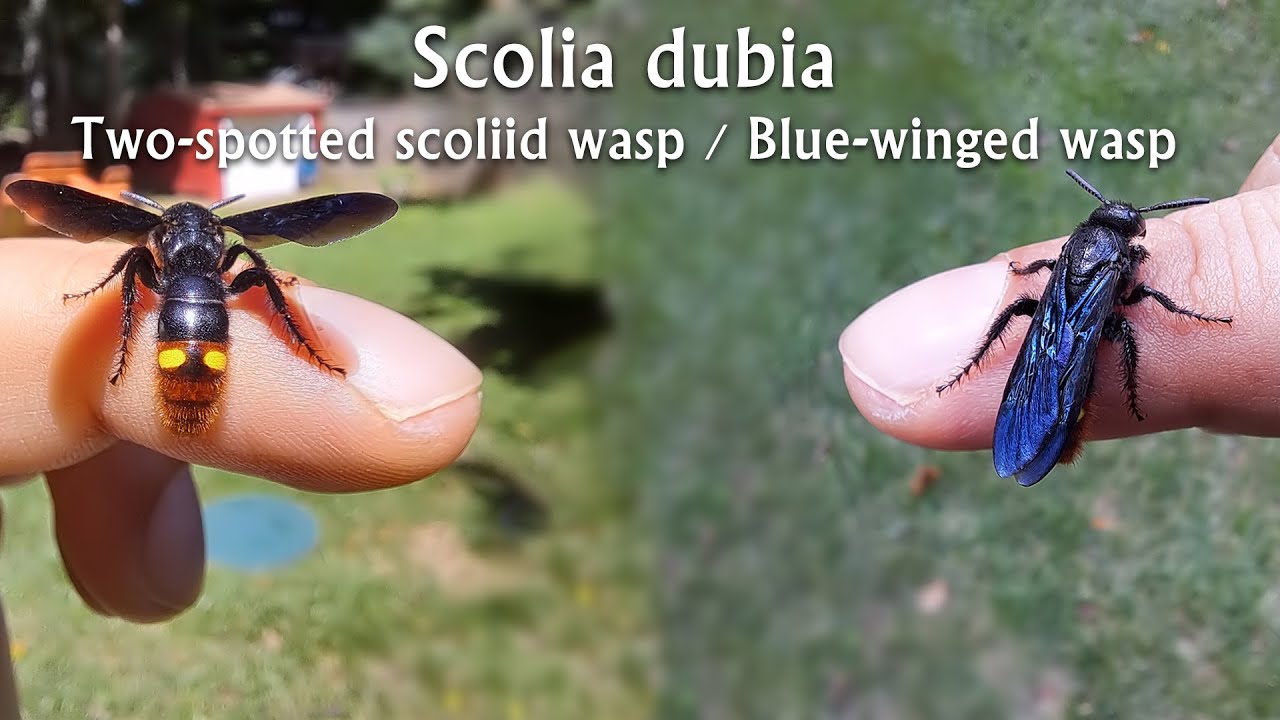 Scolia dubia mating flight swarm | blue-winged scoliid wasps