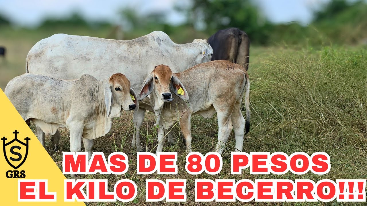 La GANADERIA sigue siendo NEGOCIO? | Producción de becerros en Villa Hidalgo Nayarit
