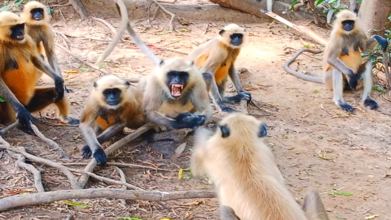 Monkeys Fighting Video ......👹👹