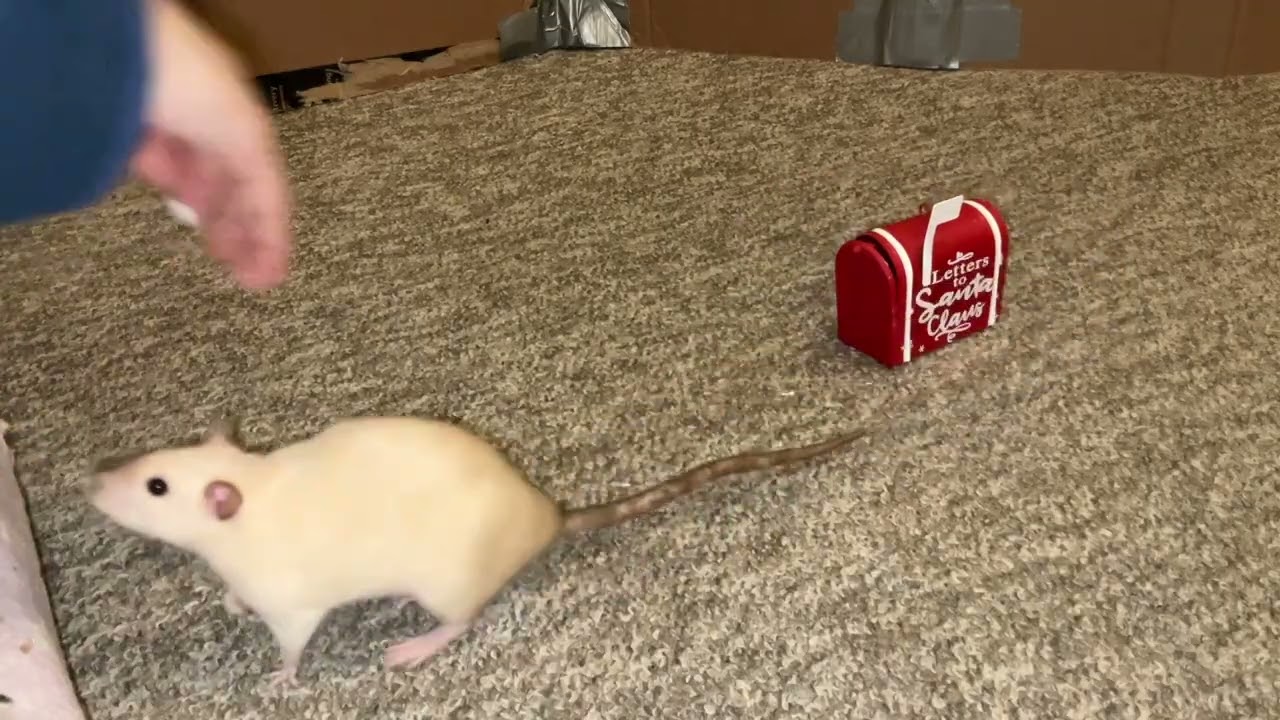 My smart pet rat Popcorn doing her mail fetch trick!