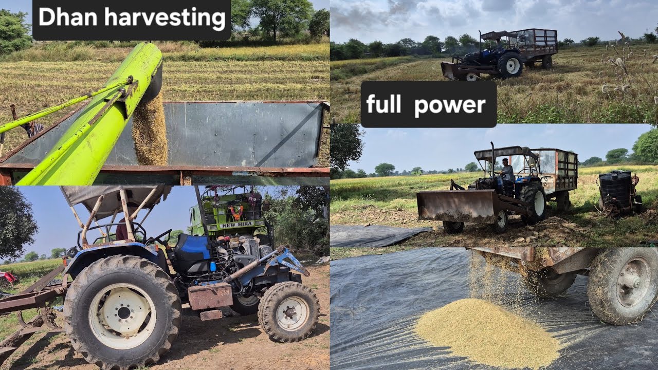 Dhan harvesting with new hira 985 / holland 5500 /@GauravMeenavlogs5500 
