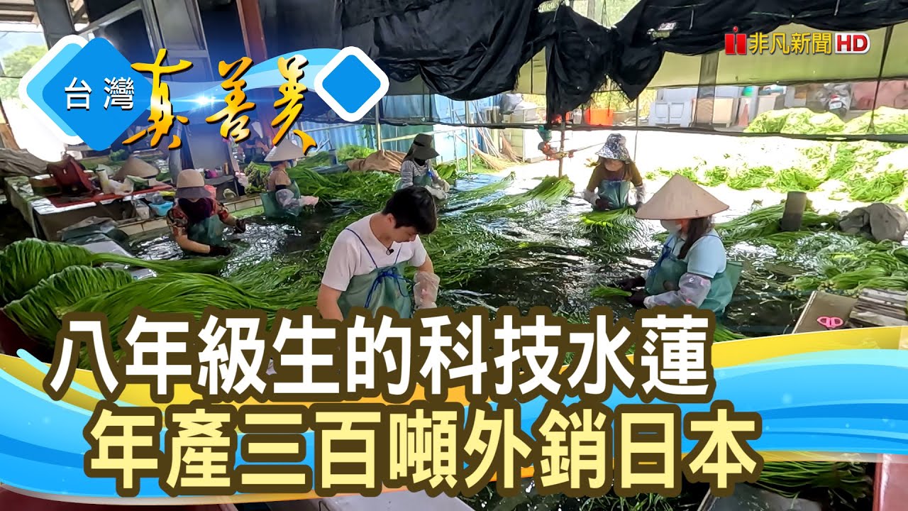登日本餐桌的“綠金水蓮 ”｜水蓮農場｜【台灣真善美】2024.12.01