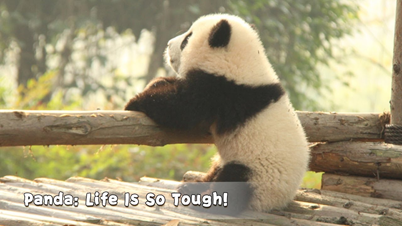 Panda: Life Is So Tough! | iPanda