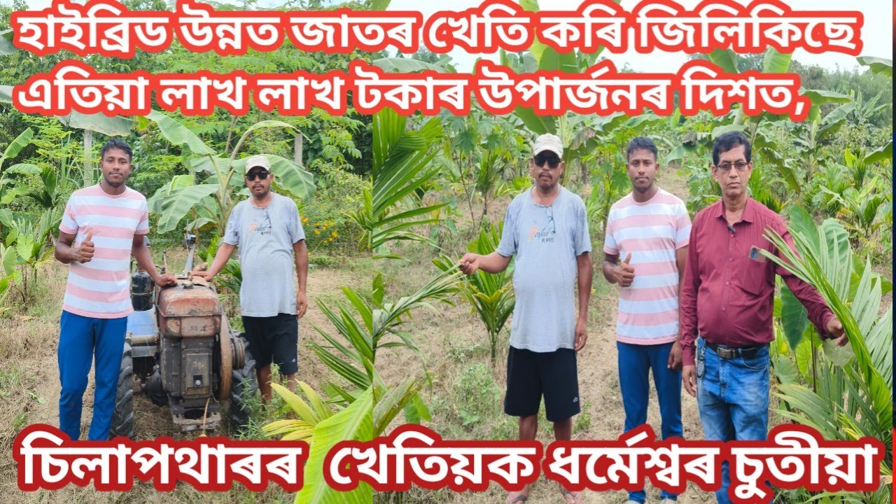 চিলাপথাৰৰ খেতিয়ক ধৰ্মেশ্বৰ  চুতীয়াই হাইব্ৰিড আৰু উন্মত জাতৰ খেতি কৰি লাখ লাখ টকাৰ  উপাৰ্জনৰ দিশত ,