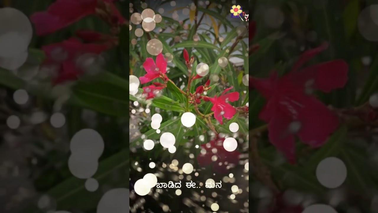 ಕರಿಗಿದ ಬಾನಿನಲ್ಲಿ 😍😍