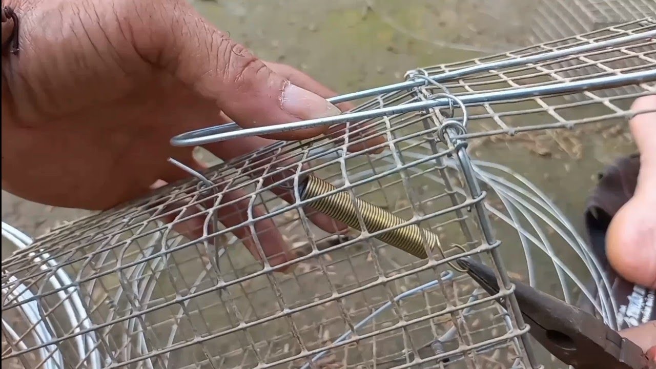 cách làm bẫy chuột và thành quả sau một đêm