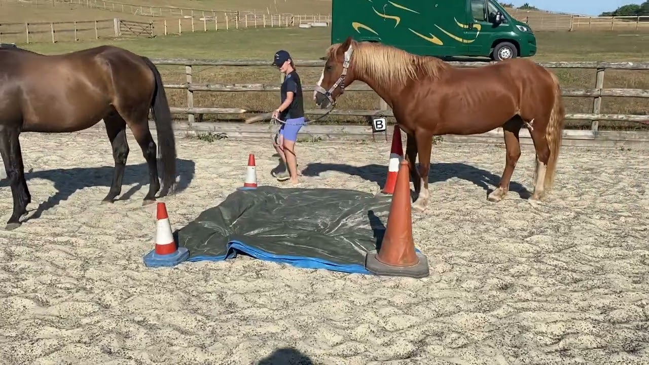 Tilly & Dolly and Hazel & Dancer pairs class