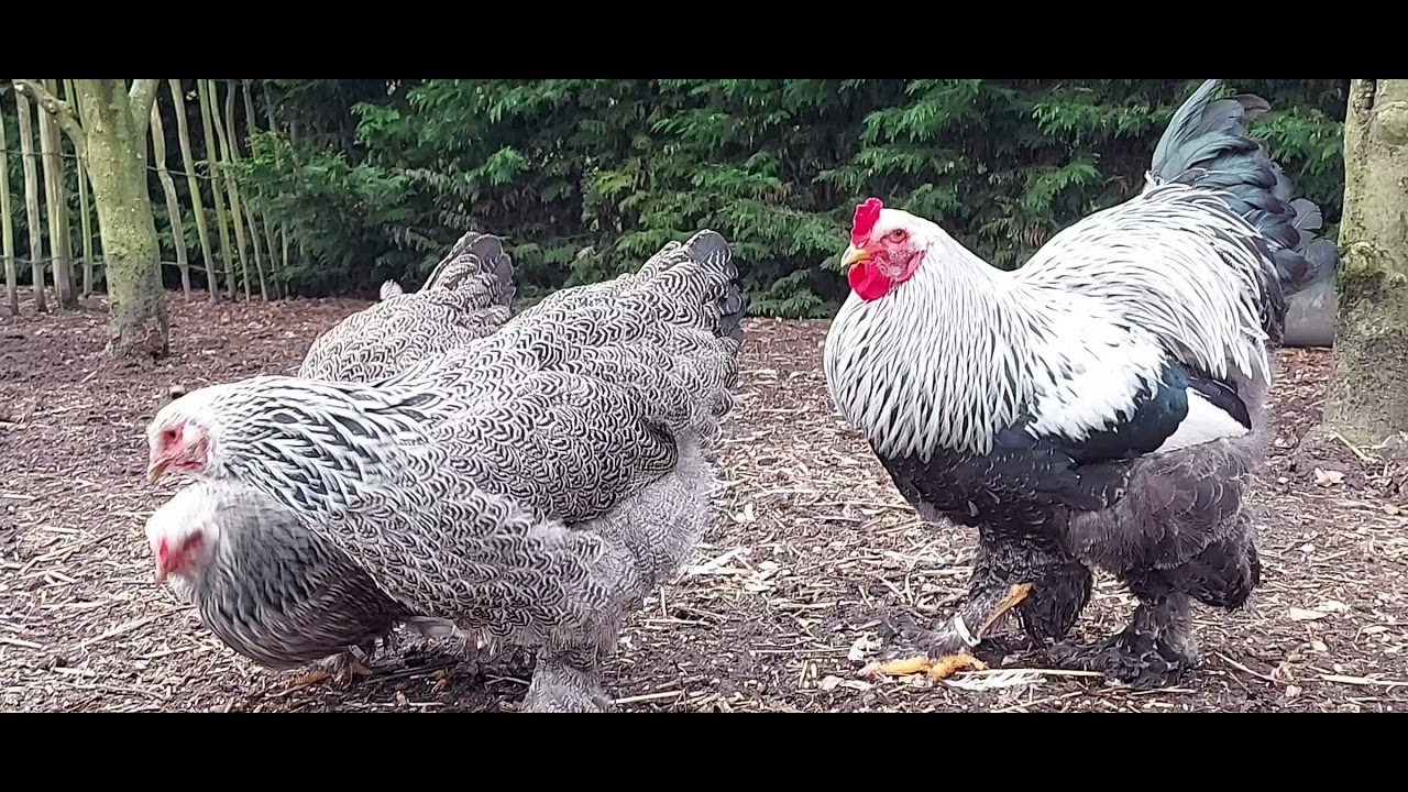 Brahma Silver Partridge - Dark