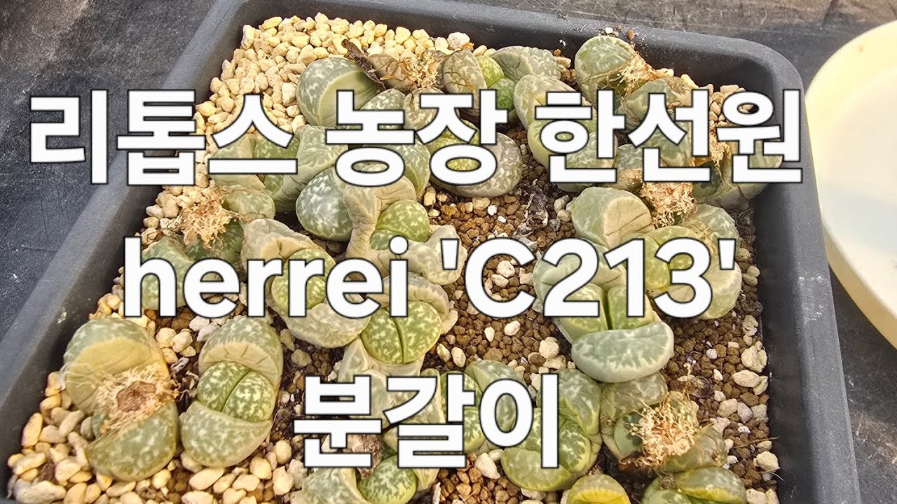 리톱스 농장 한선원 #다육식물 #다육 #다육이 #다육이키우기 #리톱스 #다육이화분 #리톱스키우기 #다육이화분 