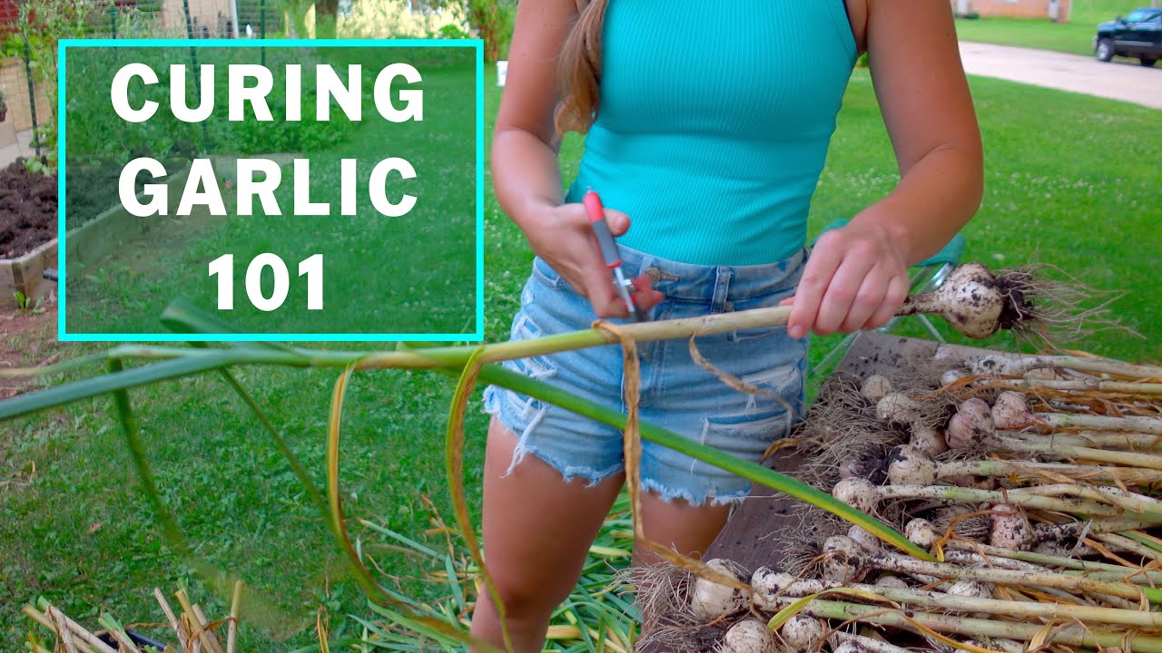 How to Cure Garlic: An essential step to prepare your harvest for storage