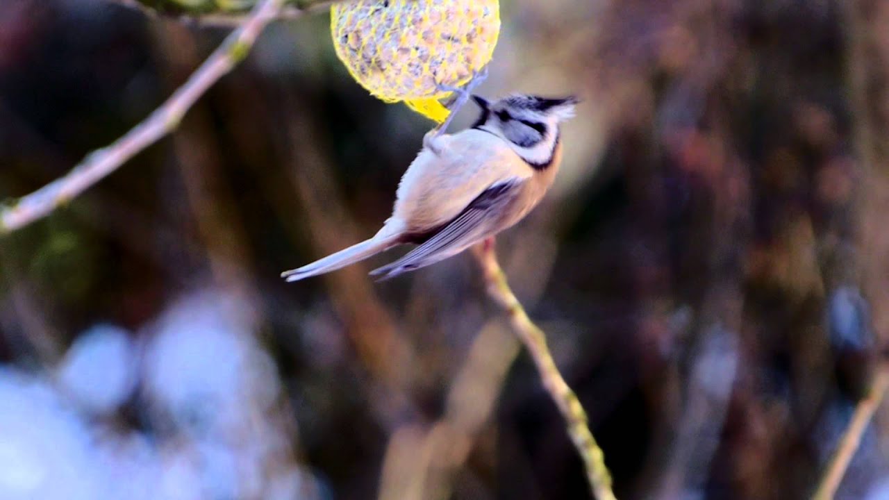 European Crested Tit (Lophophanes cristatus, Parus cristatus) / Haubenmeise