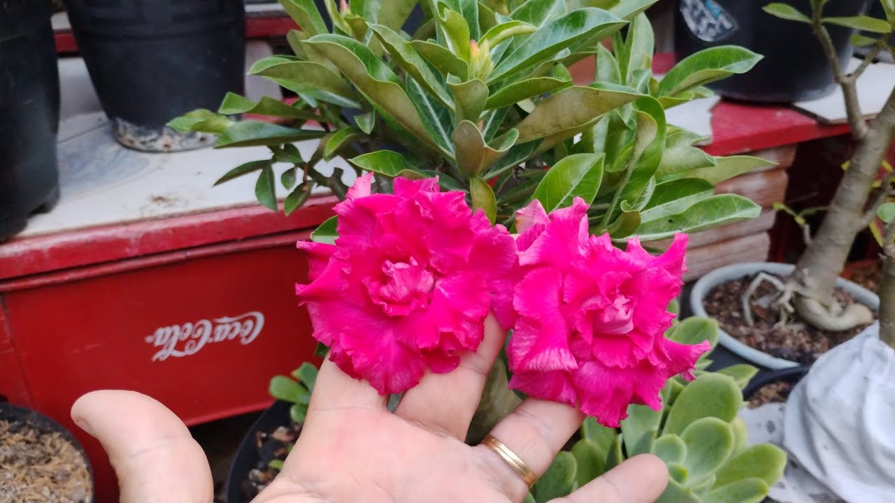 Como eu faço limpeza de caldex nas rasas do deserto 🌹. 