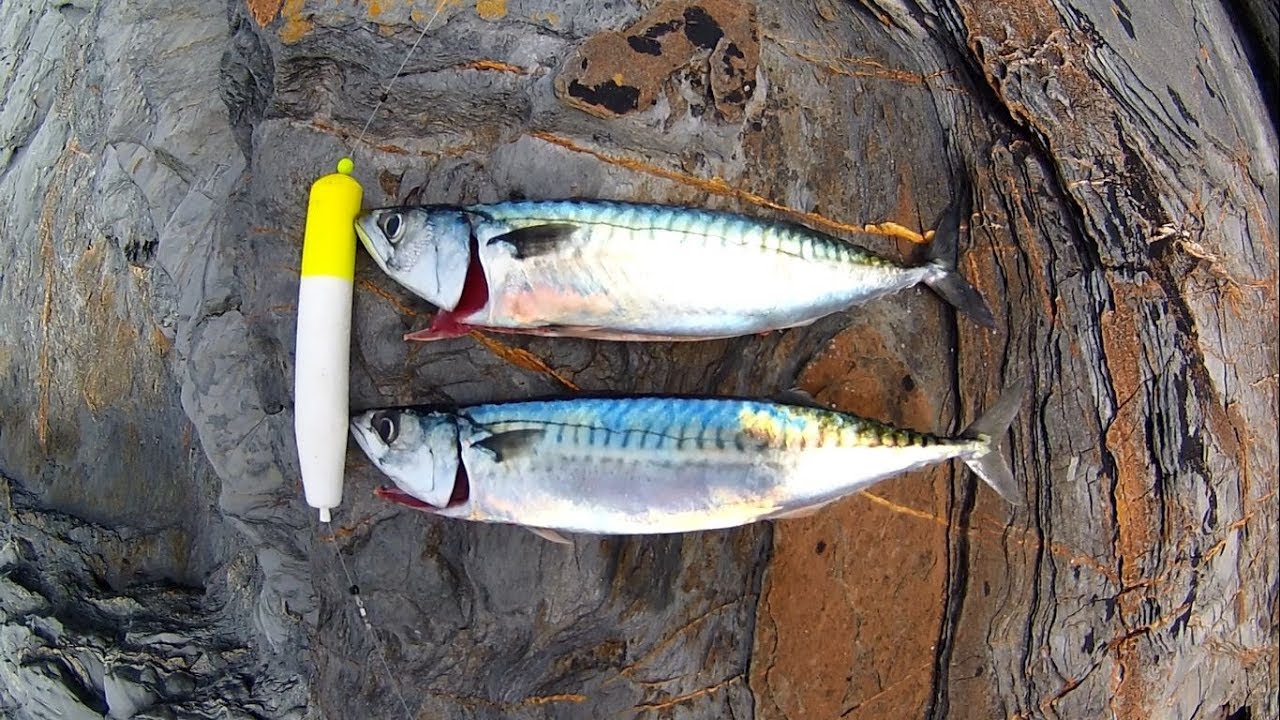 Shore Fishing - FLOAT FISHING - A Fantastic Fun Way to Catch MACKEREL