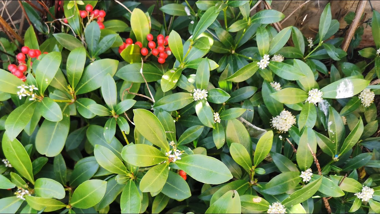 Skimmia japonica, one of the best hardy evergreen plant shrubs for shade in UK and USDA 6, 7, 8 & 9