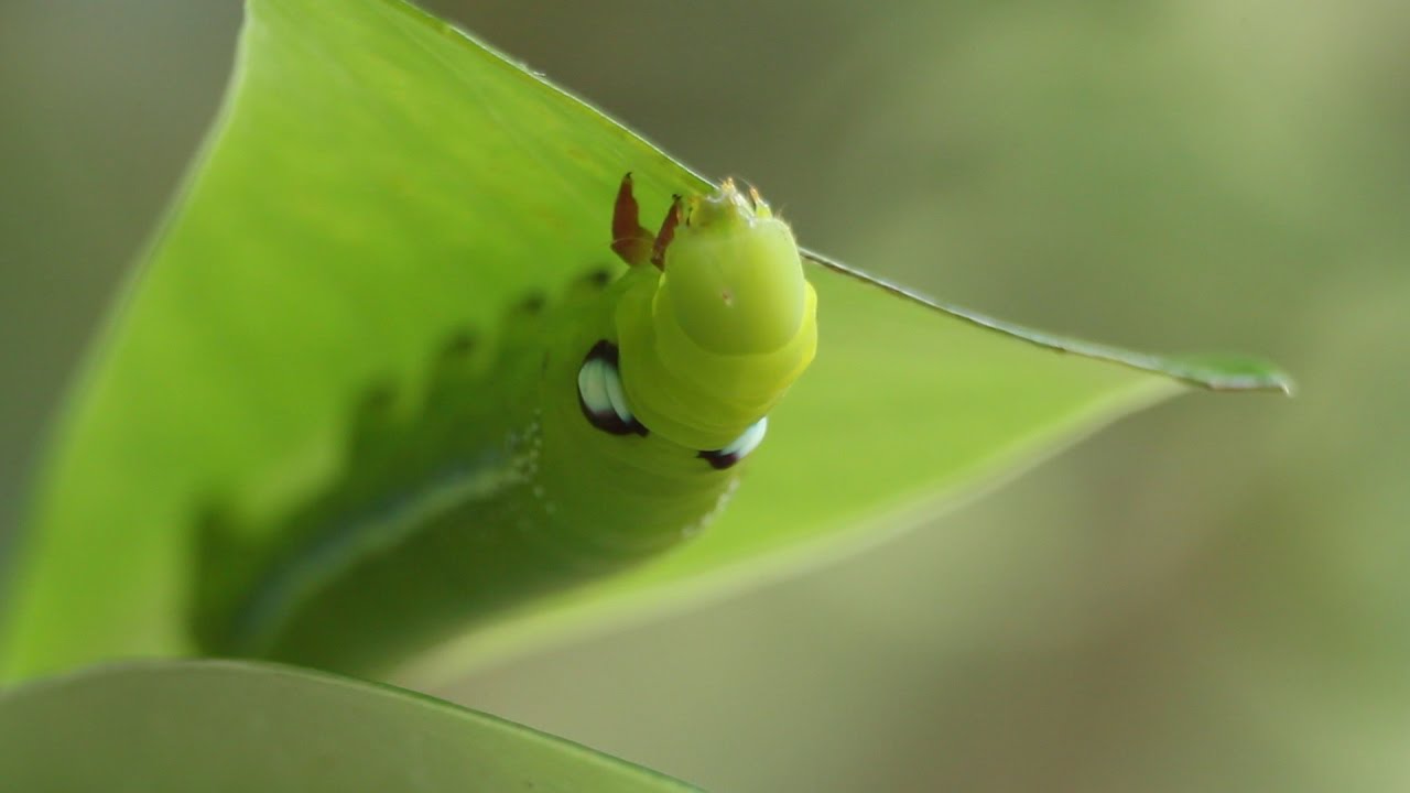 Oleander Hawk-Moth (English Subtitle)