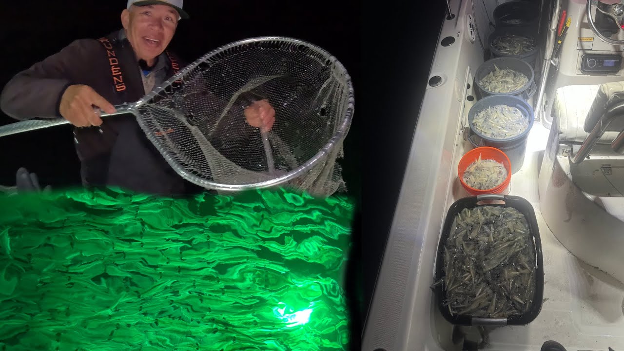 Đi xúc mực ngoài đảo, mực tới đông như bánh lọt / 30 minutes, 1,000 lbs of squid