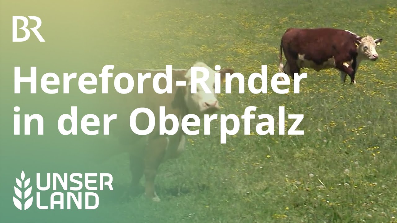 Hereford-Rinder in der Oberpfalz | Unser Land | BR Fernsehen