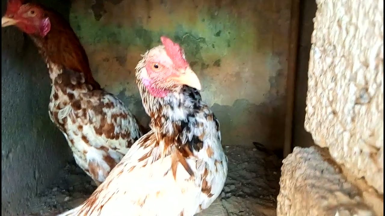 @iqbalkhanpunokhel1 @AhmadAseelFarmVlogs #raja1 HOW TAKE MAKE ASEEL FACE HARD