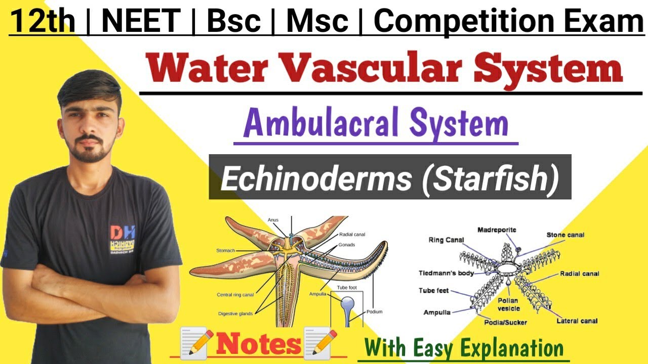 Water Vascular System In Hindi || Echinoderms (Starfish) || Ambulacral System || By Dadhich Sir