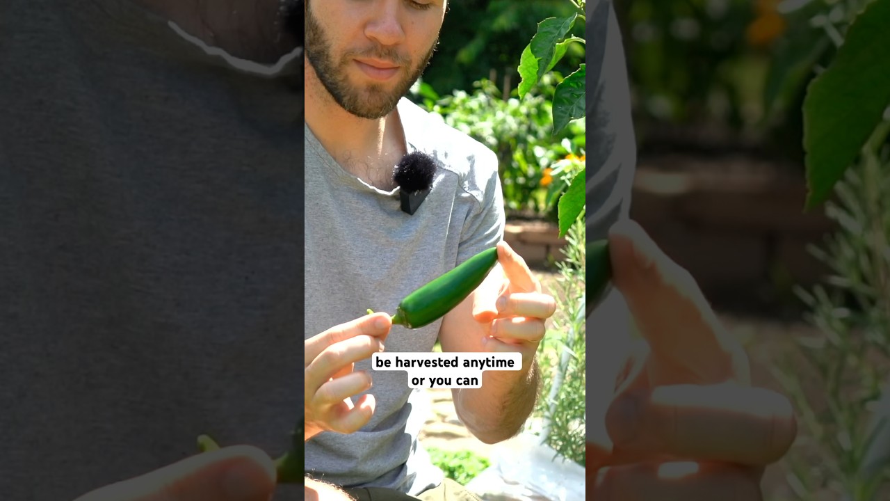 How to grow jalape&ntilde;os 🌶️
