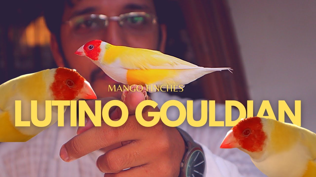 RED EYE LUTINO GOULDIAN || READY FOR BREED