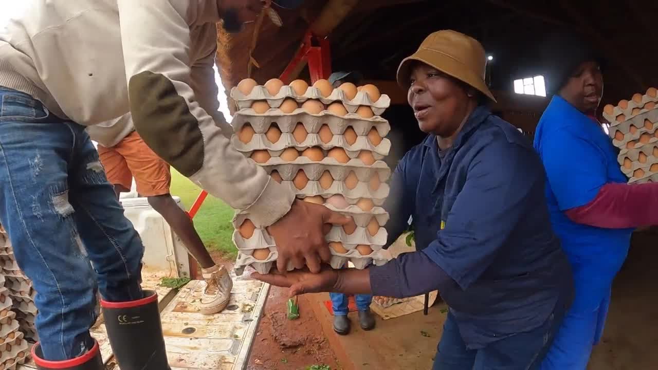 From Iowa to Africa: Egg-laying hens with Iowa lineage feed thousands in South Africa