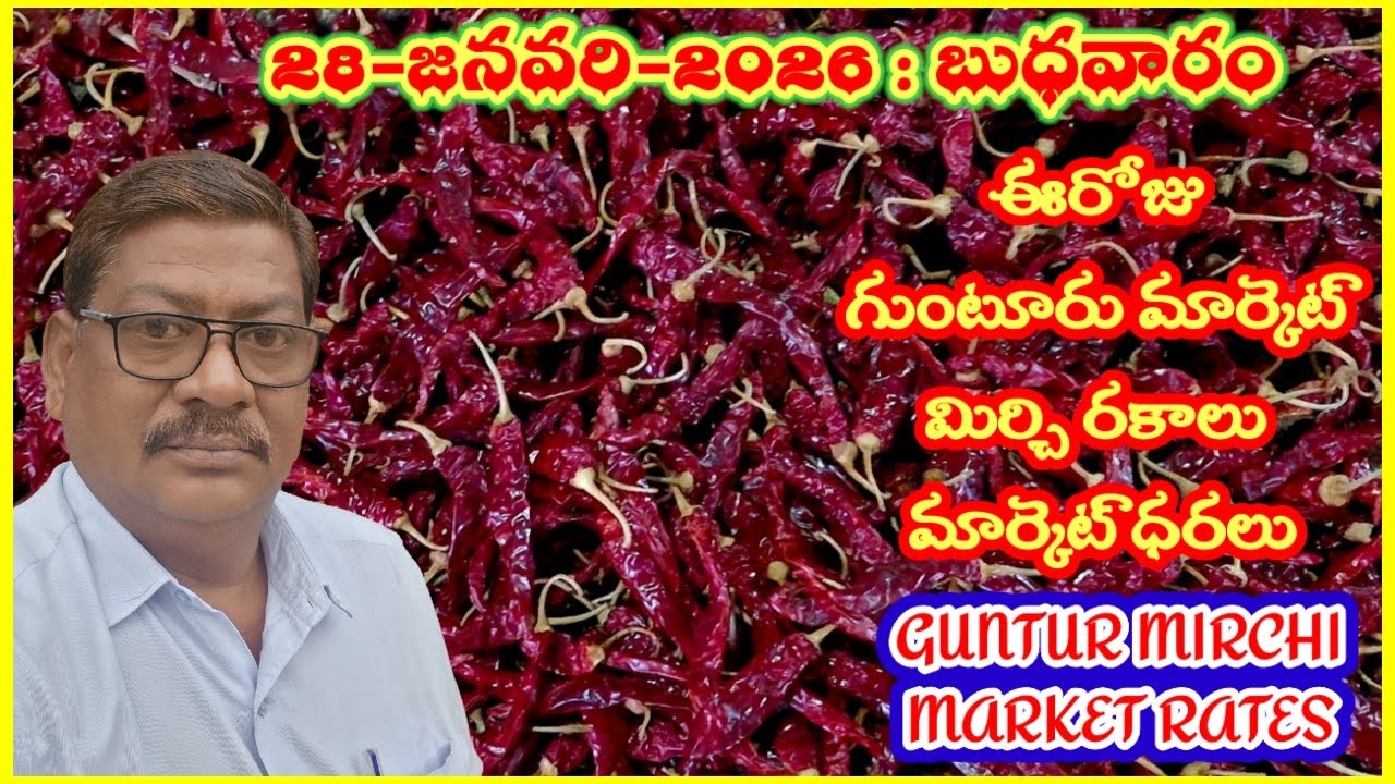 28 JANUARY 2026 GUNTUR MARKET MIRCHI RATES|గుంటూరు మిర్చి మార్కెట్ ధరలు|गुंटूर मार्केट मिर्च के रेट