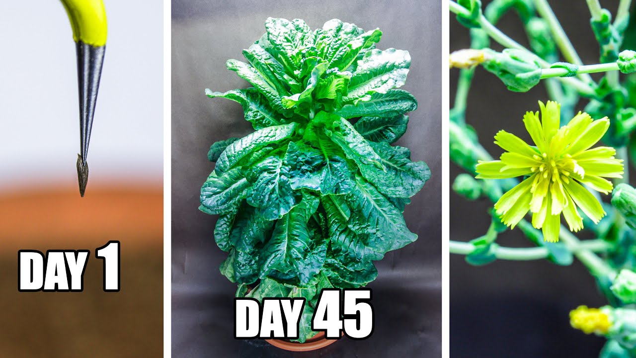 Growing Lettuce Time Lapse - Seed to Flower (75 Days)
