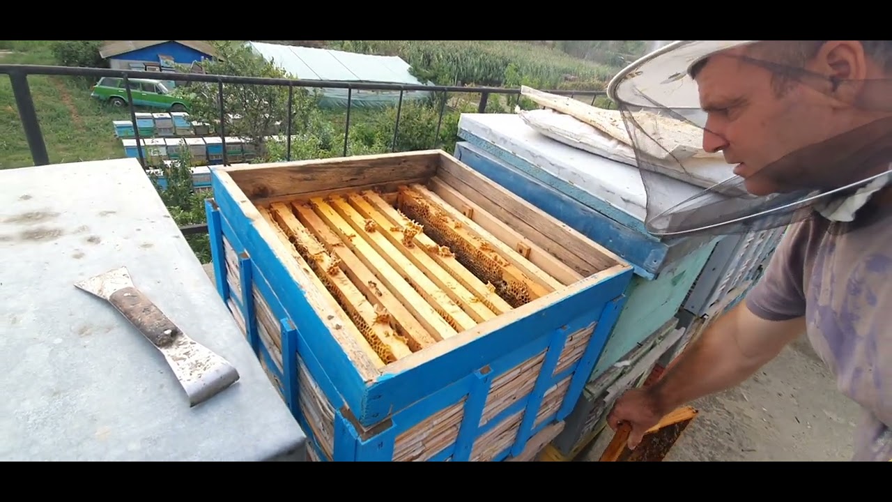 ( 04.09.2024) PROTEINĂ  STIMULĂRI ȘI TRATAMENTE LA ALBINE!