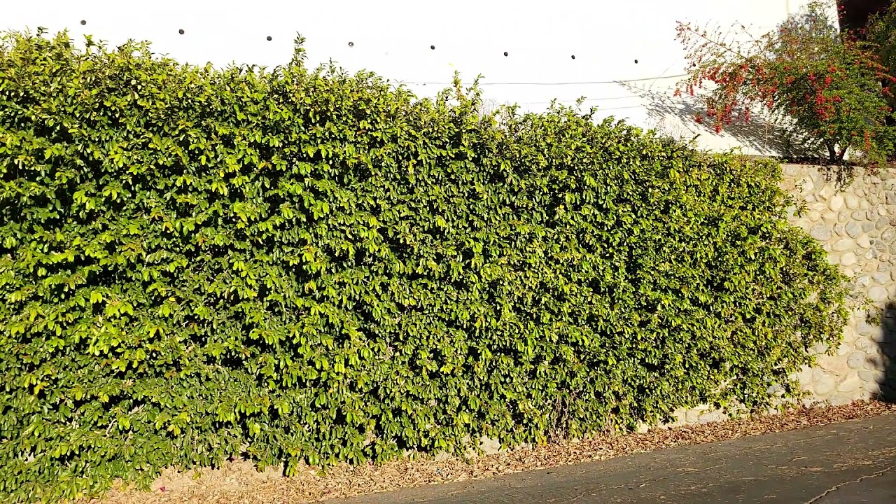 William Shatner House And Neighborhood