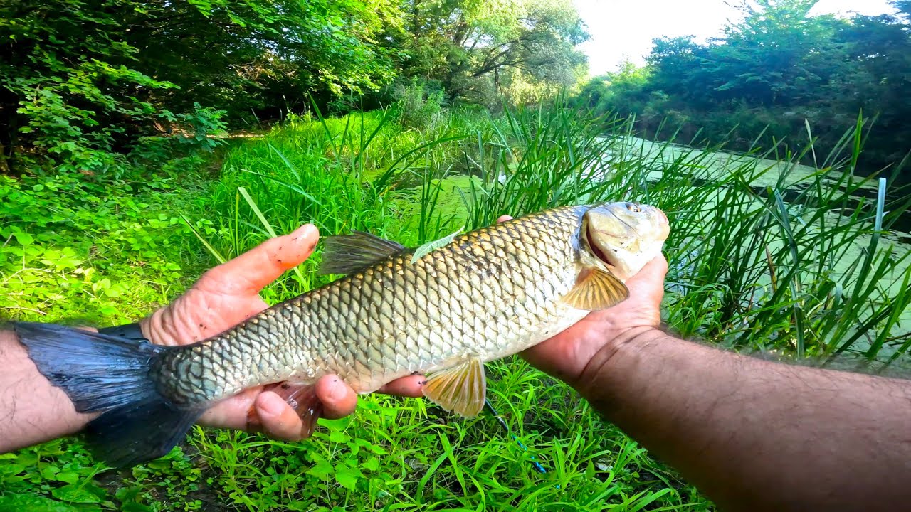 Pescuit pe Neajlov la Clean, cu fructe de sezon, respectiv vișine, dude..!
