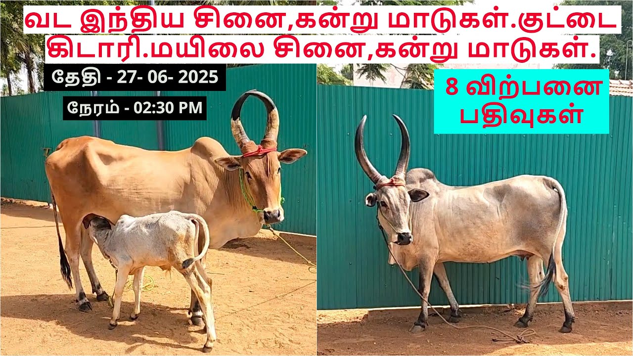 8-விற்பனை பதிவுகள்.வட இந்திய சினை,கன்று மாடுகள்.குட்டை கிடாரி.மயிலை சினை,கன்று மாடுகள்.