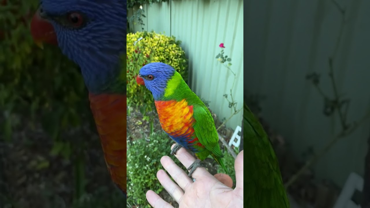 Friendly Rainbow Lorikeet  #lorikeet #rainbowlorikeet #birdsounds #cutebirds #australianparrots