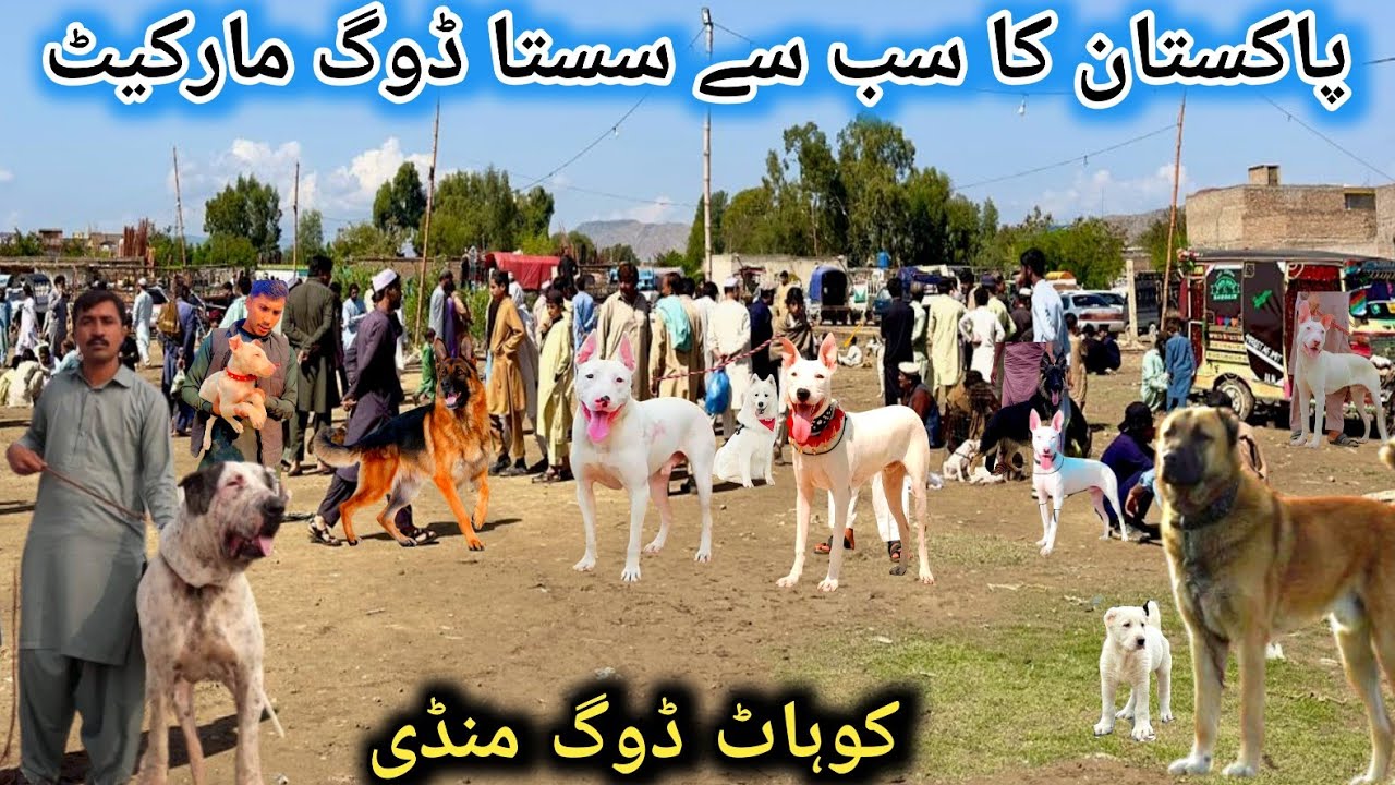 Kohat Dog Mandi | Famous Dog Market of Pakistan | Kohati Gultair Vs Bully kutta |Pk Animals Vlog