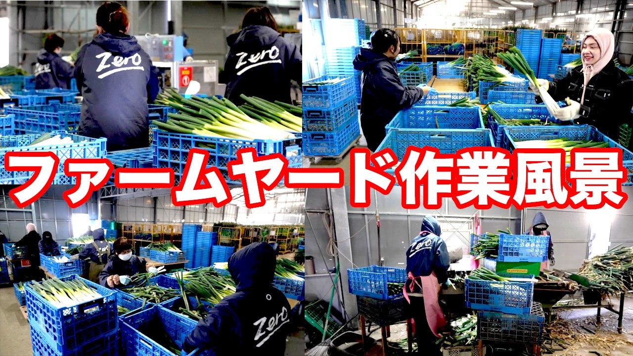 【zero】言葉はいらない。ただひたすらにネギを仕上げるプロの現場