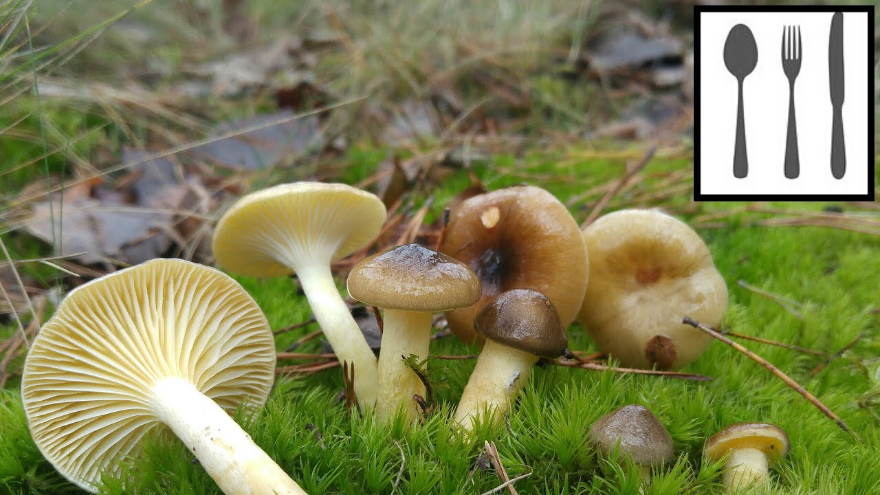Wodnicha późna (Hygrophorus hypothejus) Jaworzno 24.11.2018