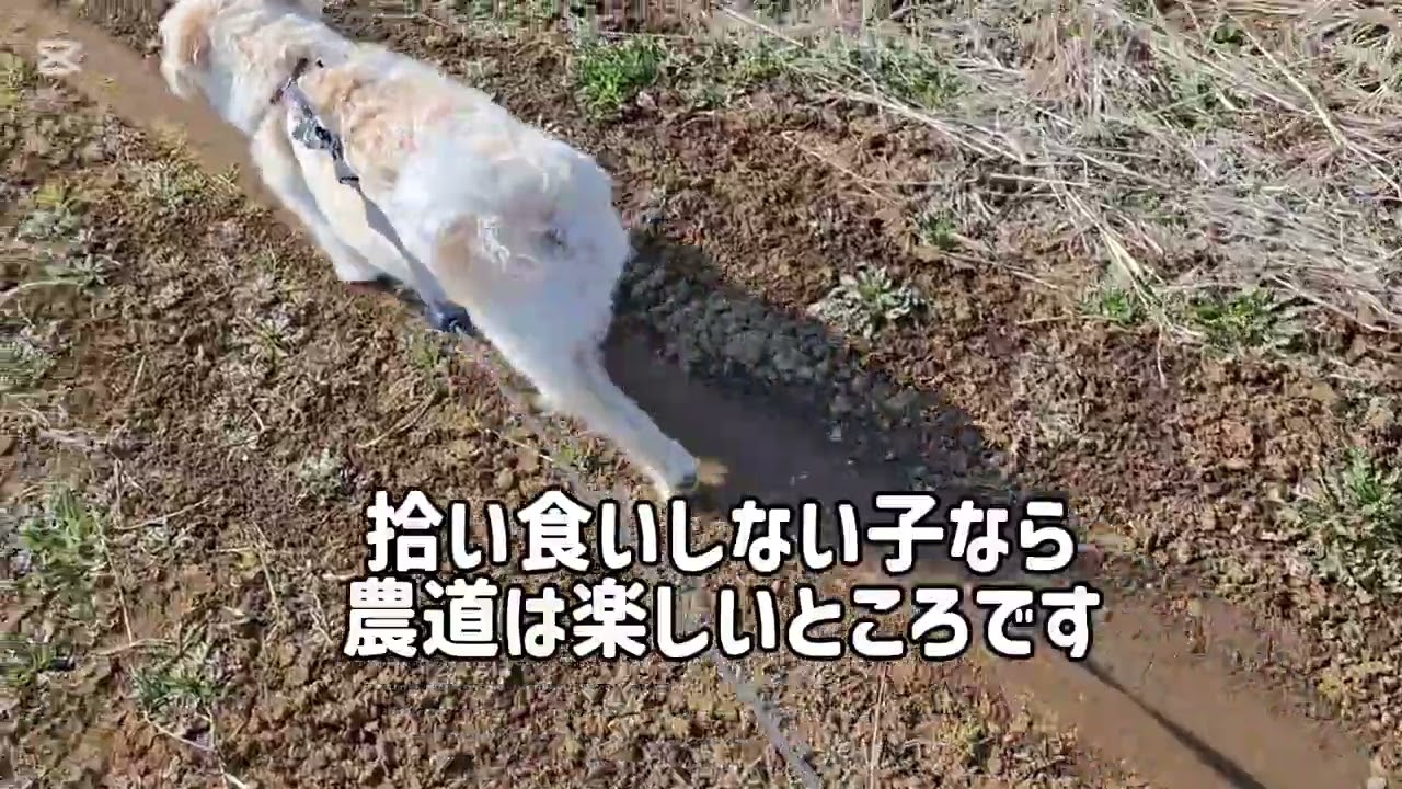 今日は初めての所に行ってみたよ🐕🐶✨ワクワクするね🎶#柴犬#柴プー#可愛い犬