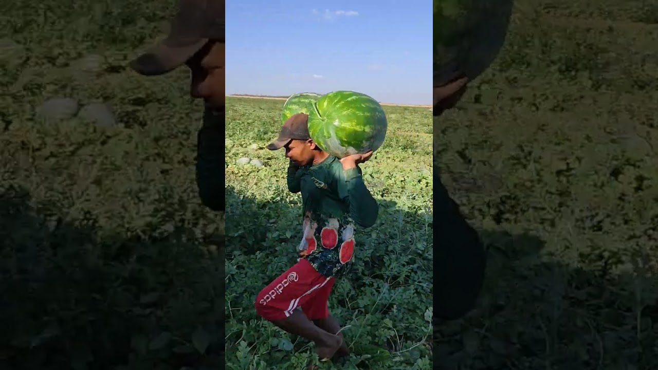 olha como e o carregamento de melancia