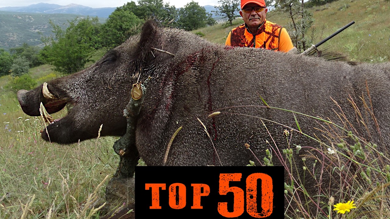 ТОП-50 ОХОТЫ НА КАБАНА - ВЕЛИКОЛЕПНЫЕ СНИМКИ - НЕЗАБЫВАЕМЫЕ СЦЕНЫ,