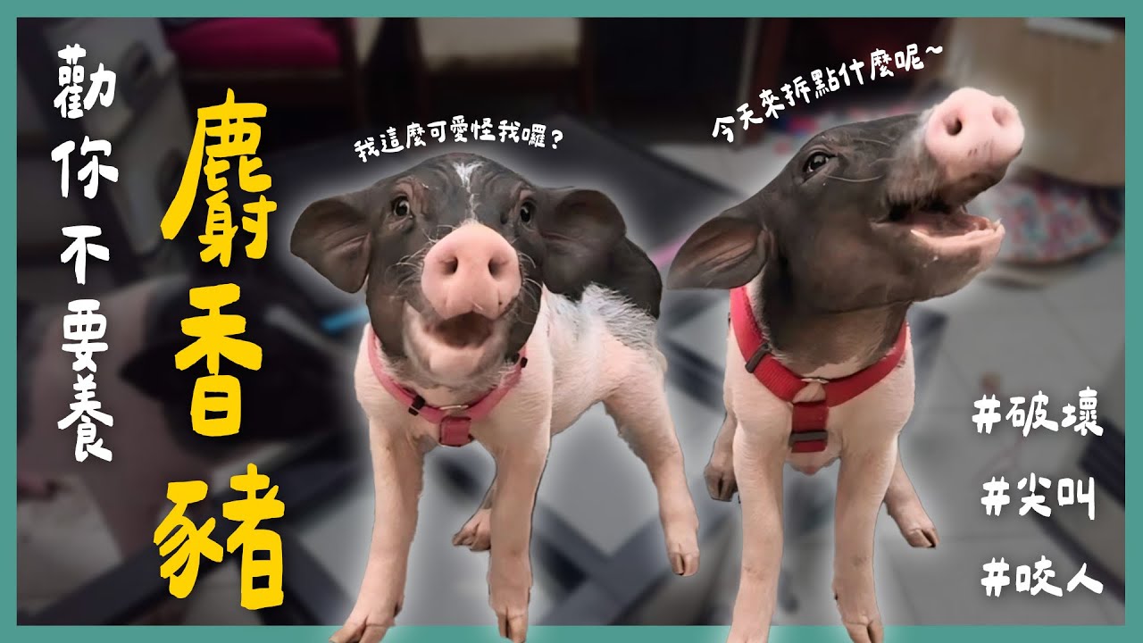 麝香豬好小隻好可愛？迷你豬都是假象！拆家咬人樣樣來！《勸你不要養》EP8 l 蝌蚪老師與三桃