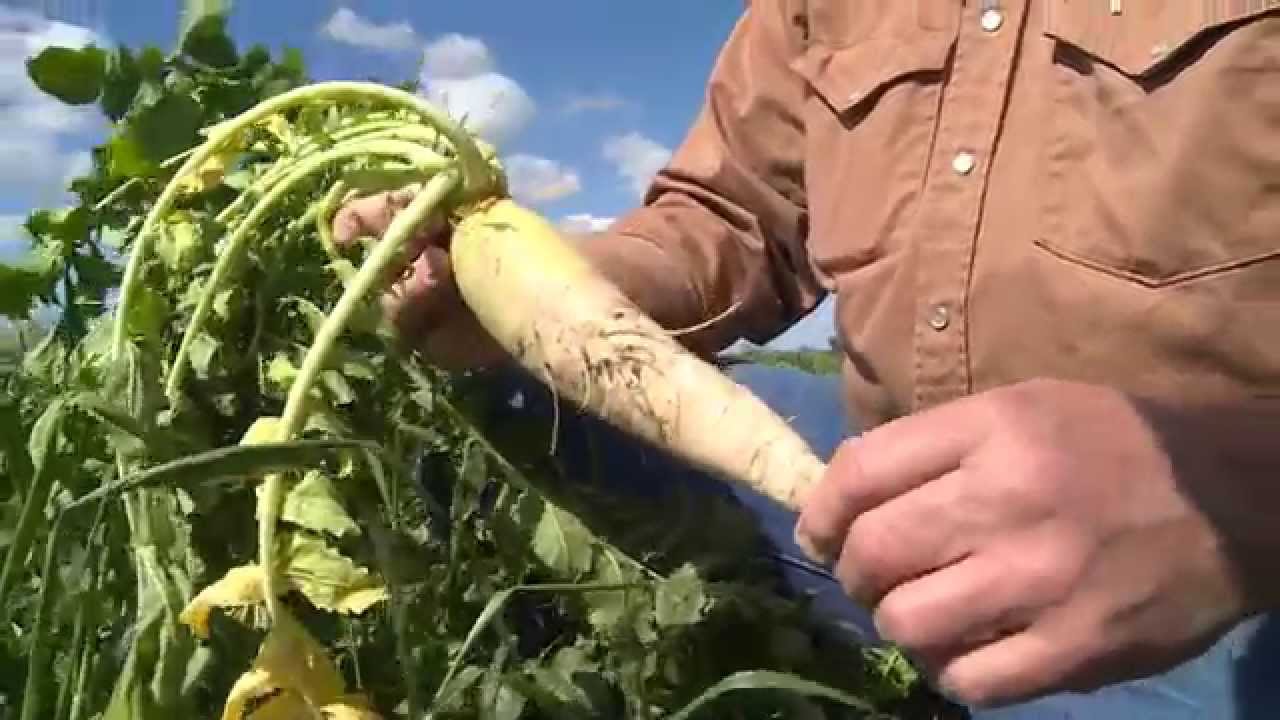 Cover Crops | Daikon Radishes
