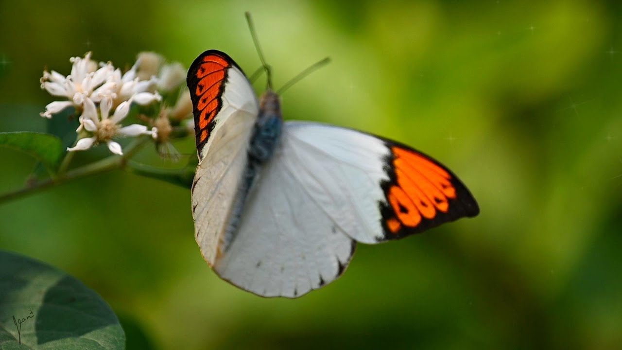 美麗的蝴蝶/beautiful butterfly #butterfly #nature #relaxing  #flowers #insect #butterflyphotography #蝴蝶