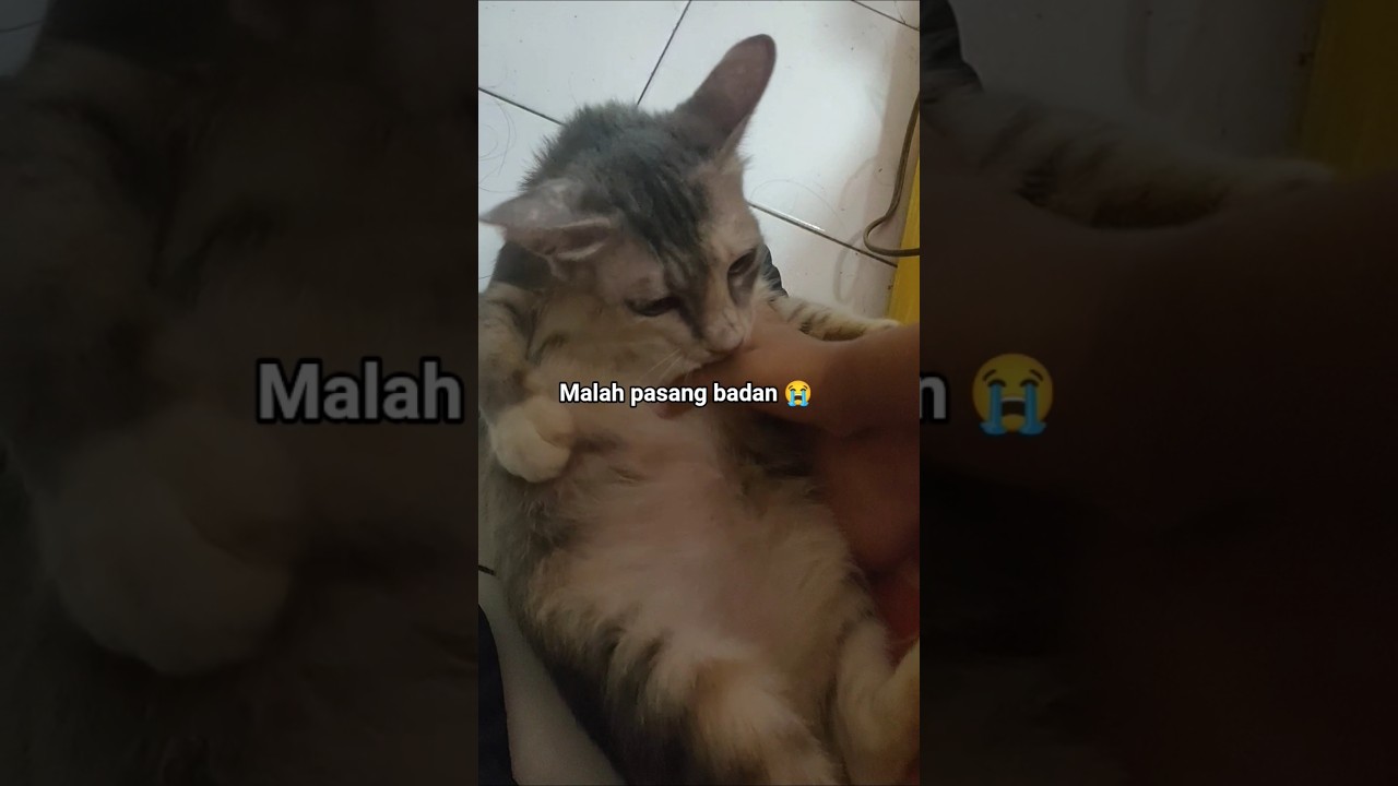 Kucing dan Anak Kecil, Kenapa bisa nurut ya? 