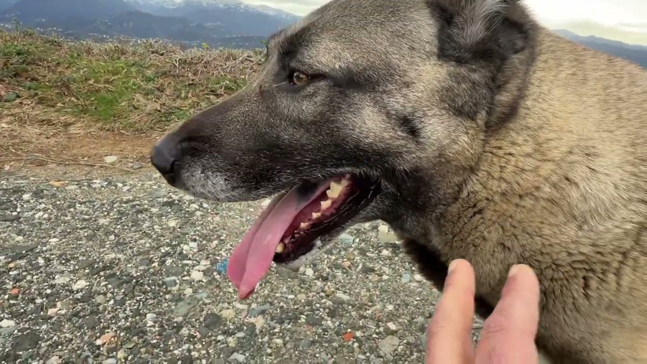 KANGAL REİNA EVE DÖNECEKMİ ?