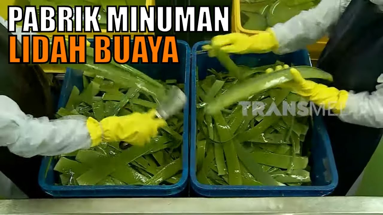 Kepoin Pabrik Pembuatan Minuman Lidah Buaya | SI UNYIL (15/04/20) Part 4