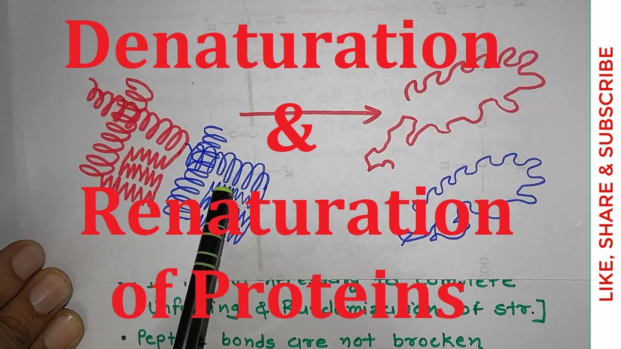 22. Denaturation and Renaturation of Proteins | Ribonuclease A | NEET MBBS CSIR NET