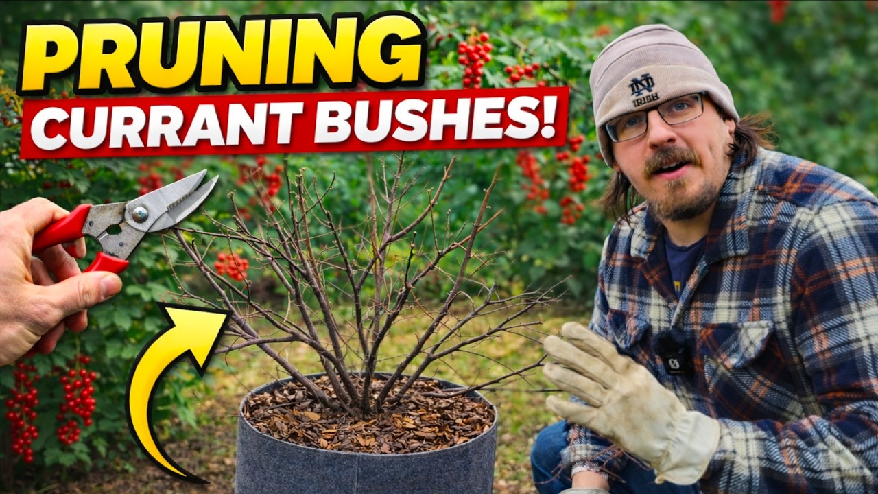 How to Prune Red Currants