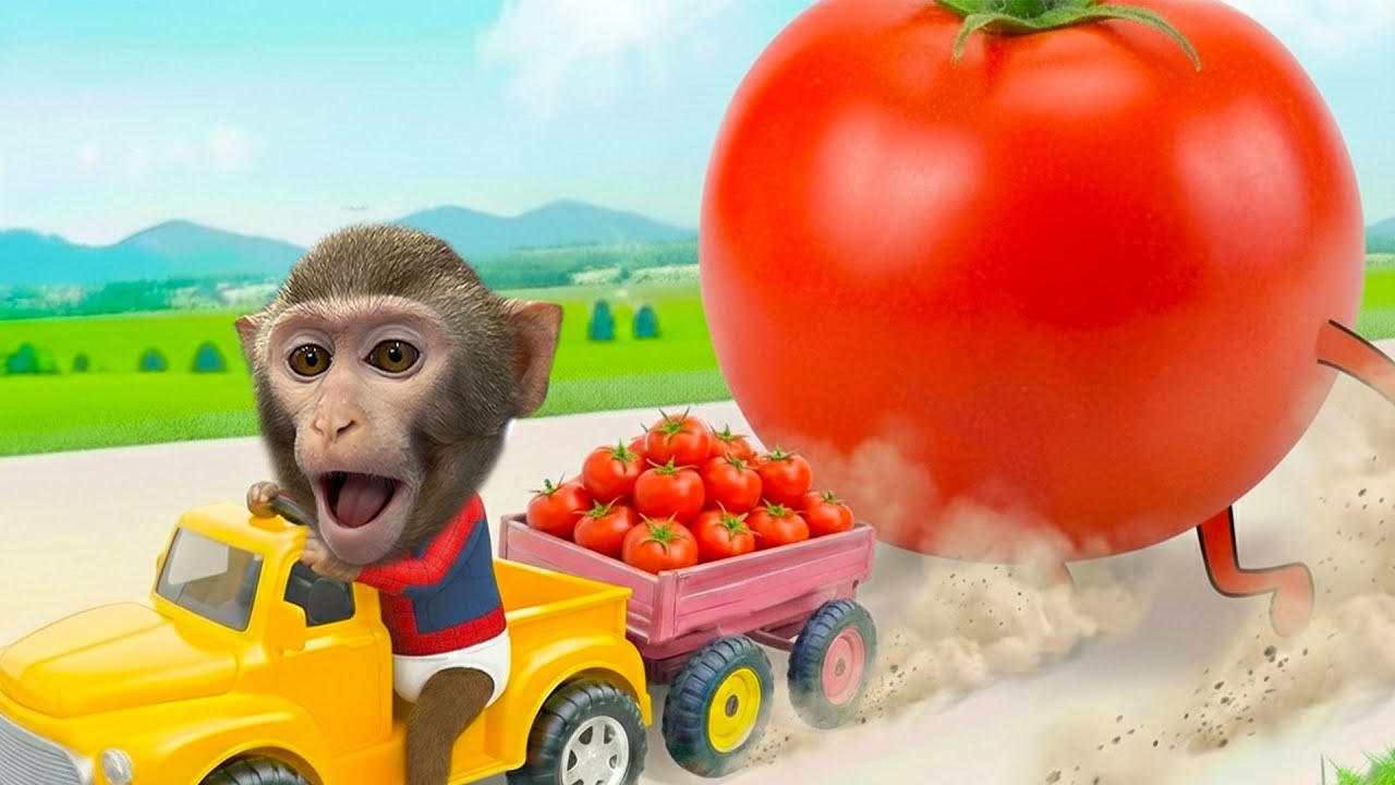 ¡El Mono Bim Huye Aterrorizado de un Tomate Gigante! 😱🍅