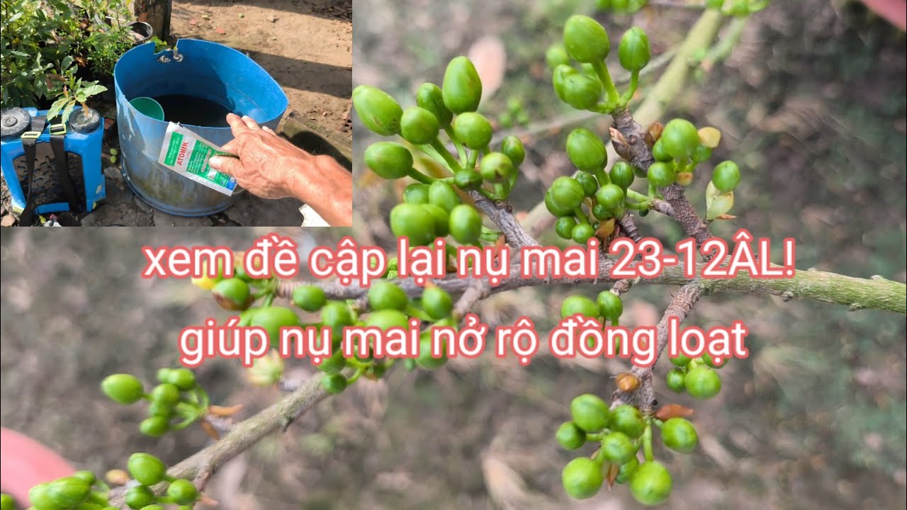 Cách phun này sẽ giúp nụ mai bung vỏ chấu đều nở bông rộ và đồng loạt hơn.//23-12ÂL.