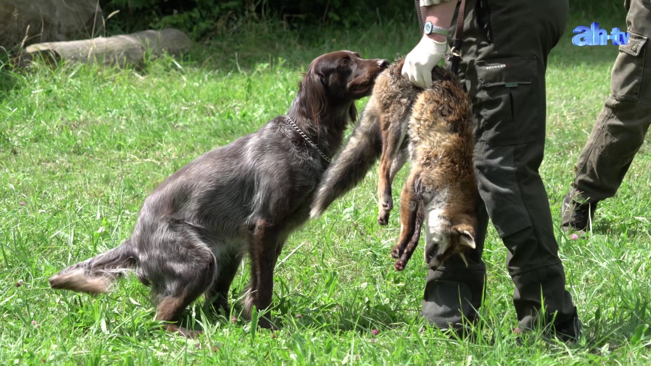 Apportimpressionen Jagdhunde Deutsch Langhaar vom Veybach